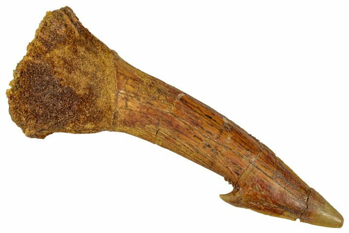 Fossil Sawfish (Onchopristis) Rostral Barb - Morocco #351714